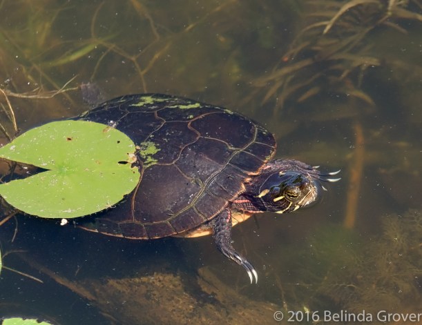 Painted Turtle - 2