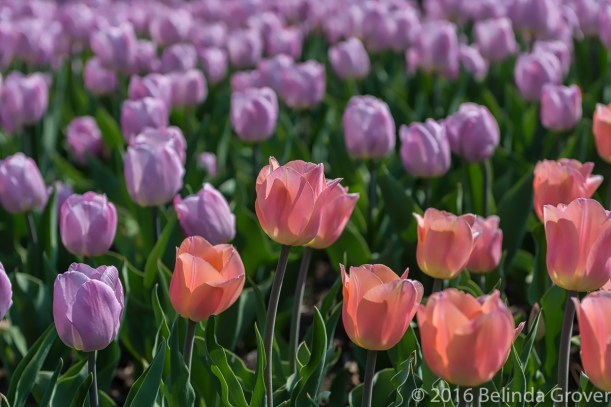Tulips - 1