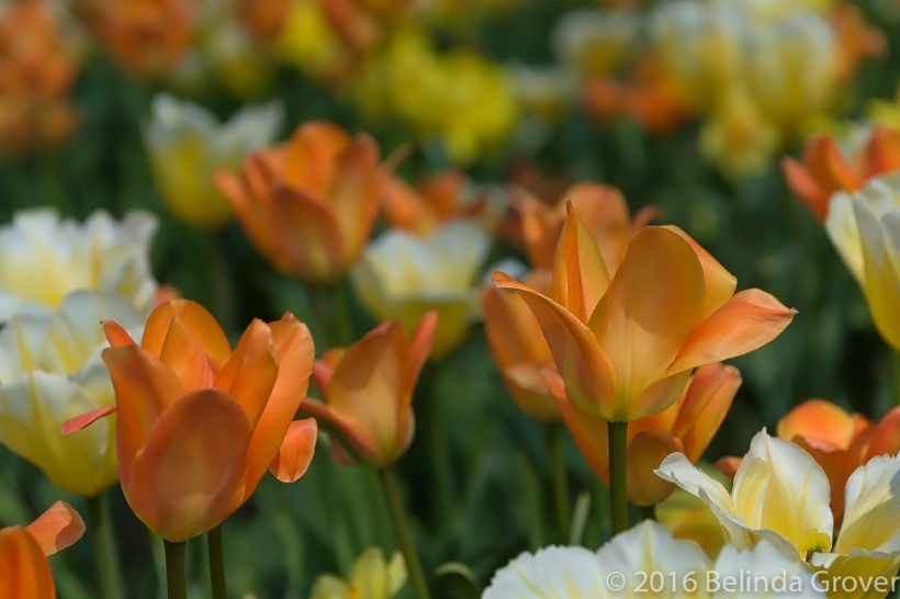 Tulips - 2