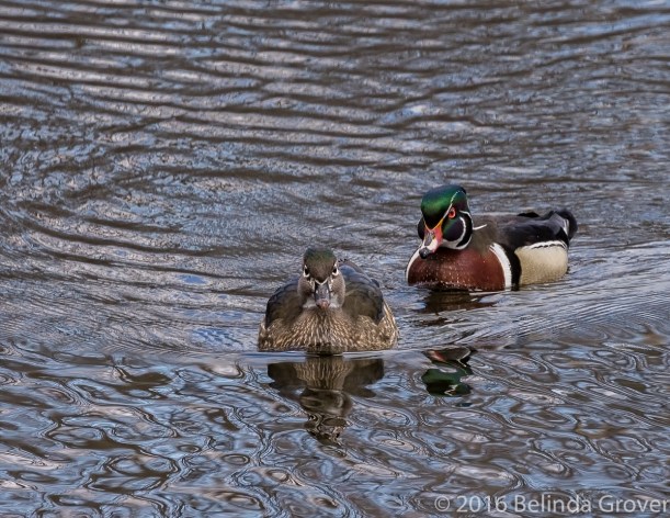 Wood Duck Pair