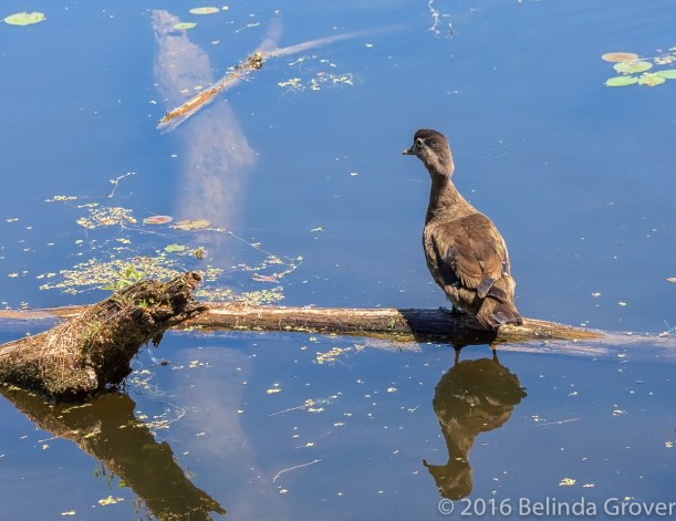 Female Wood Duck