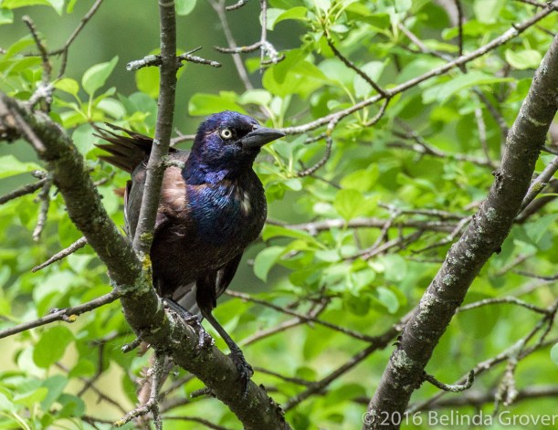 Grackle up a tree - 1