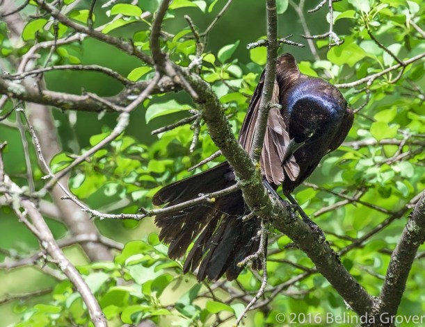 Grackle up a tree -2_
