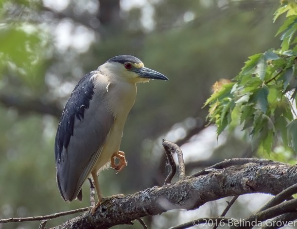 Night Heron -2