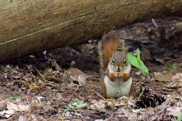 Red Squirrel 2