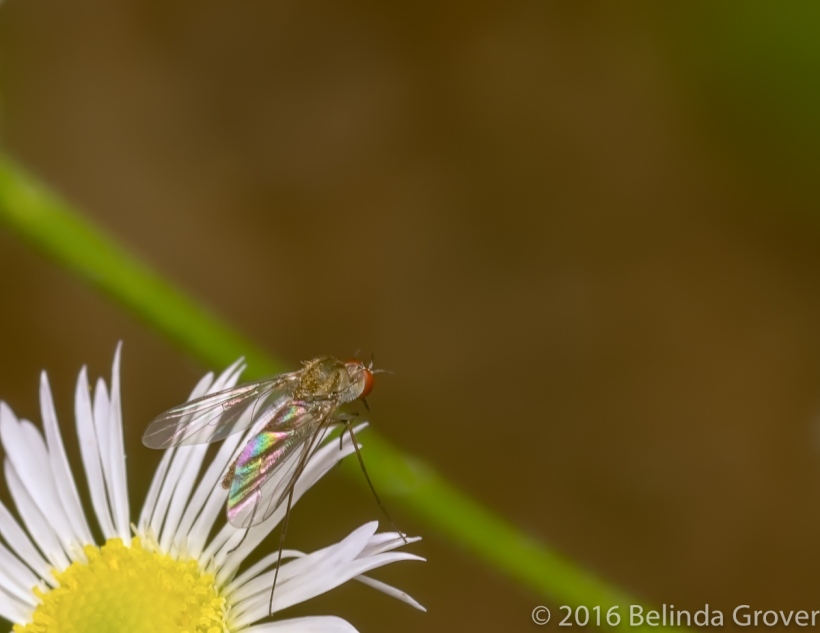 Tiny fly on Fleabane