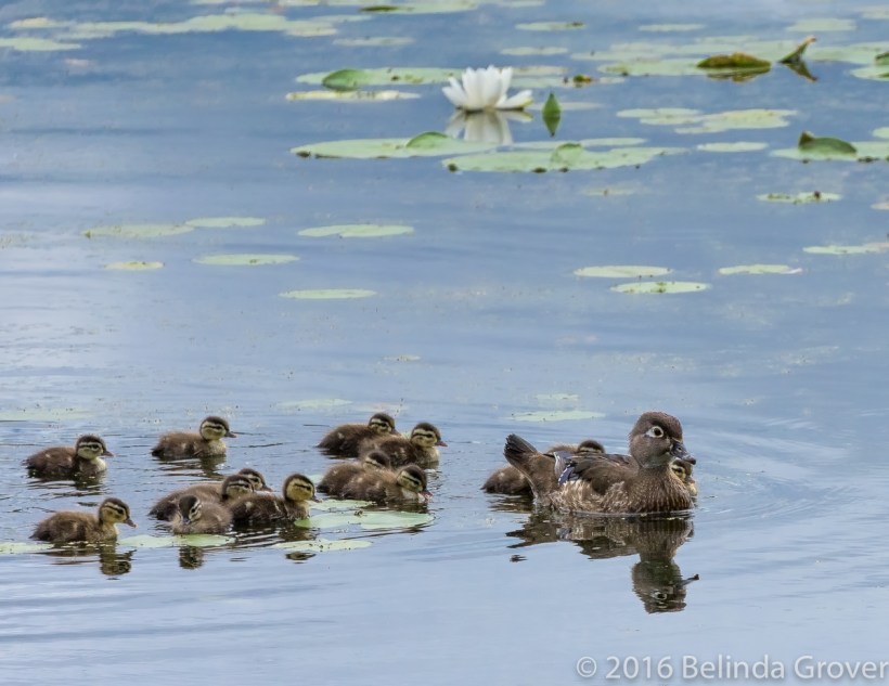 Wood duck and chicks