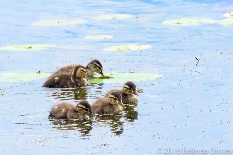 Wood Duck Chicks
