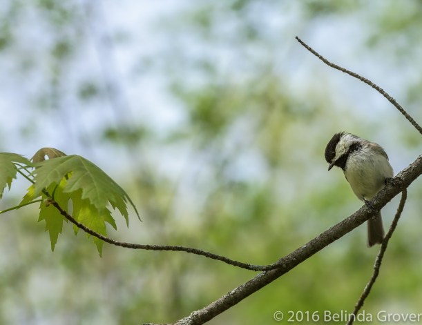 Chickadee
