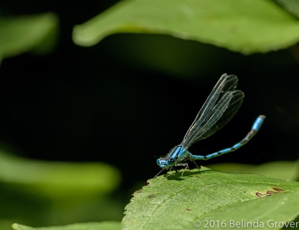 Damselfly - 2