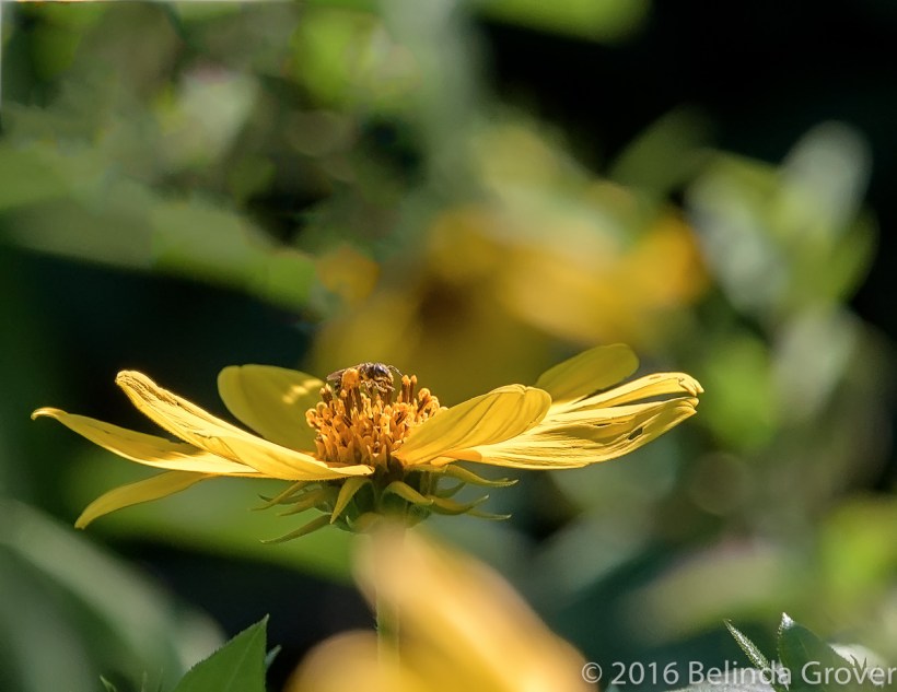 Flower & Bee