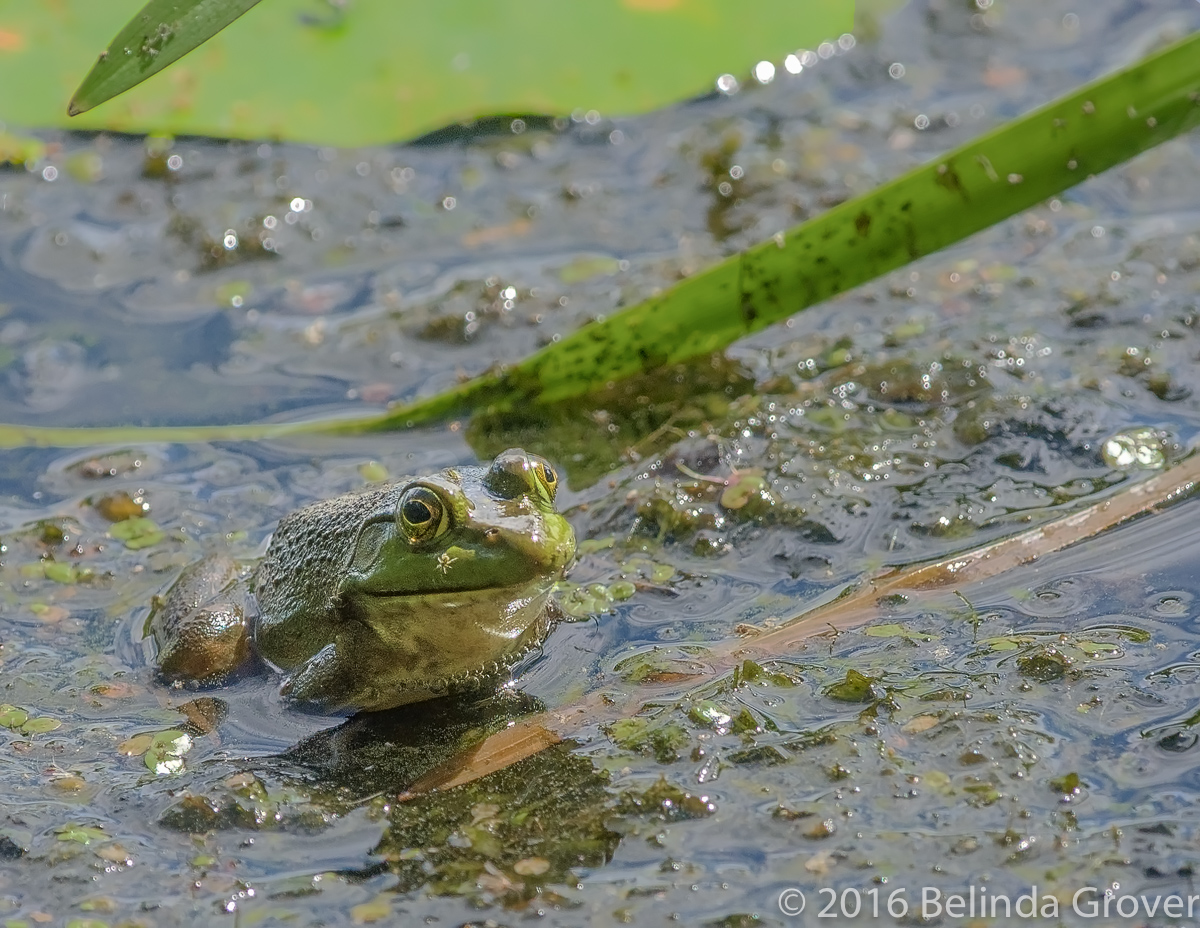 Frog 2