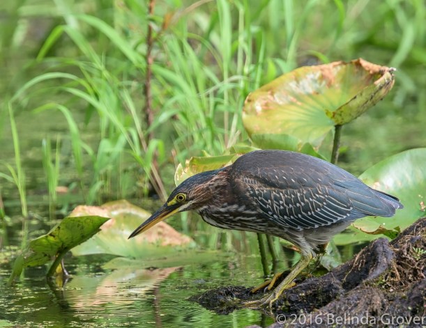 Green Heron - 1