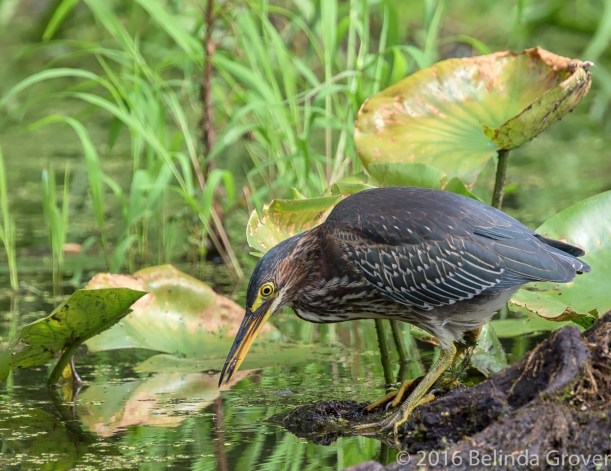 Green Heron - 2