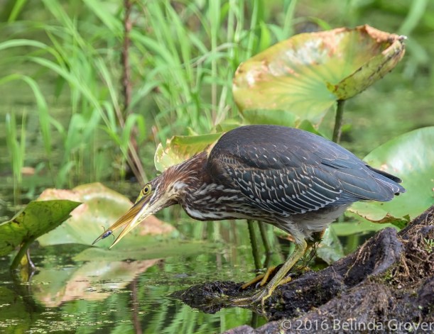 Green Heron - 3