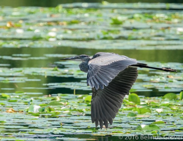 Herons -2