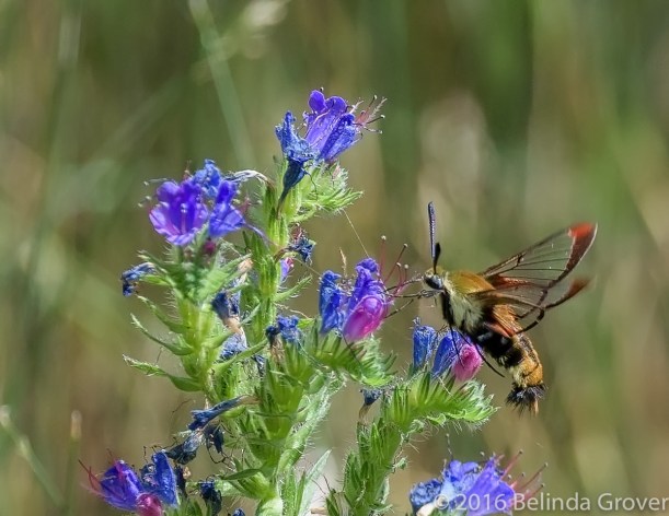 Hummingbird Moth - 1
