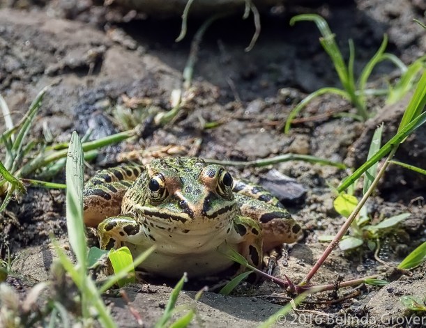Leopard Frog 1