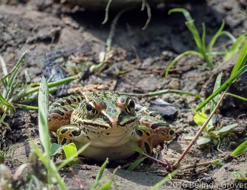 Leopard Frog 1