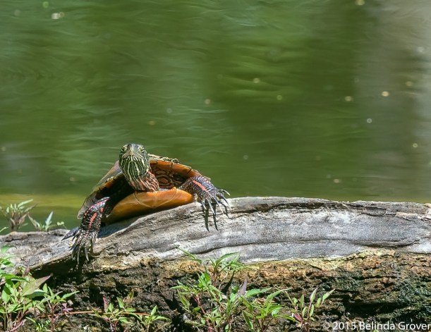 Painted Turtle -3