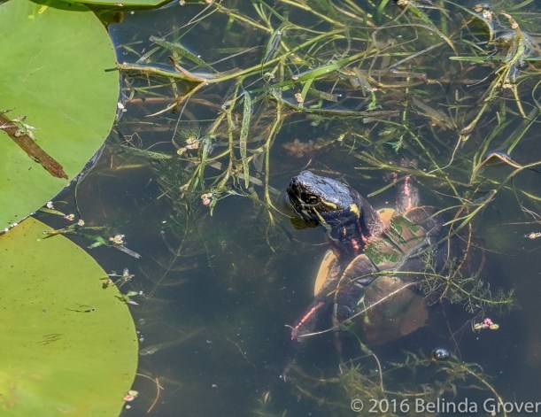 Painted turtle