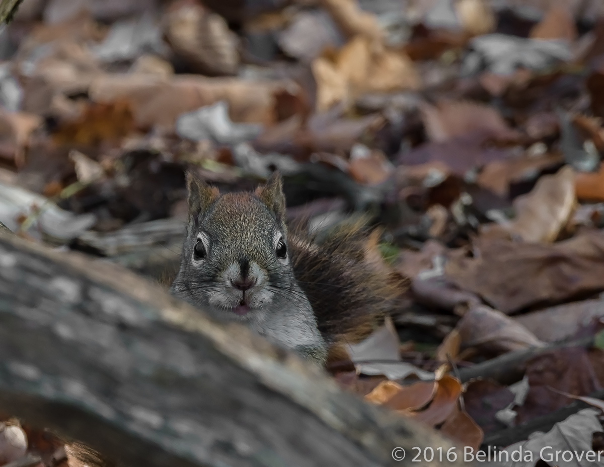 Squirrel -2