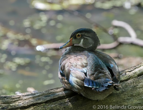 Wood duck