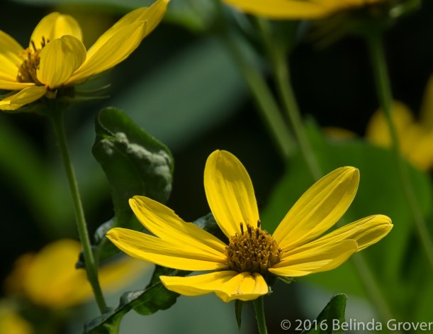 Yellow Flower 2