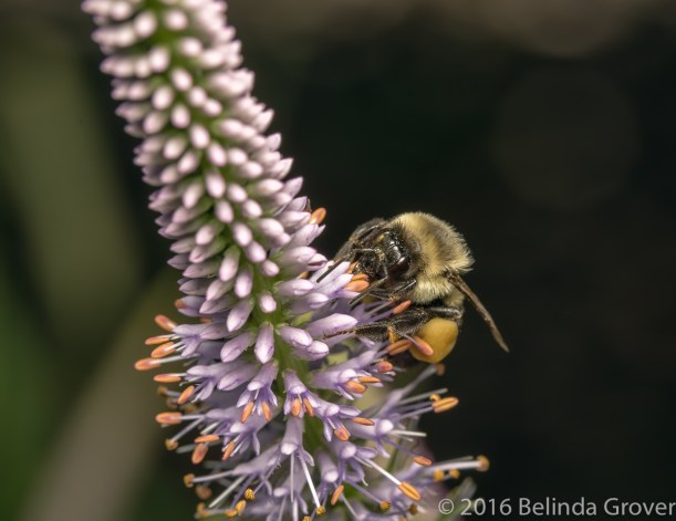 Bee on purple flower