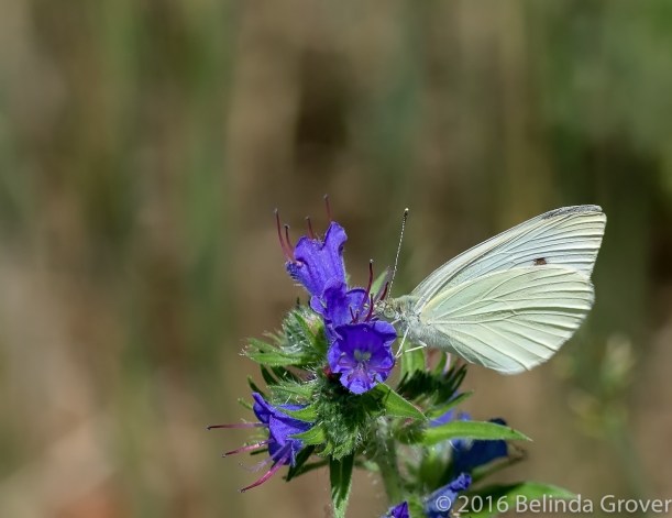 cabbage-white-2