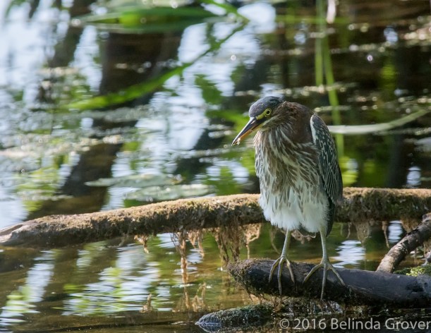 green-heron-1