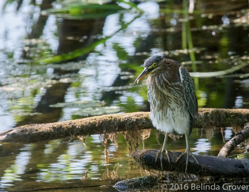 green-heron-1