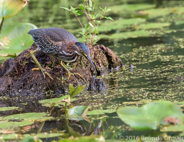 Green Heron Series 1