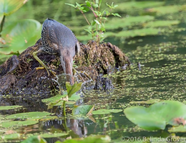 Green Heron Series 3