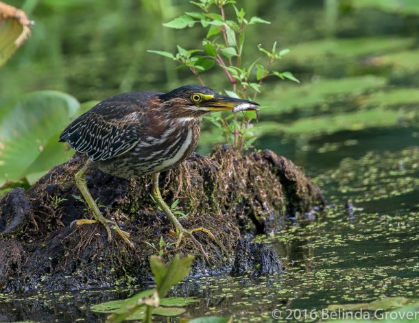 Green Heron Series 4