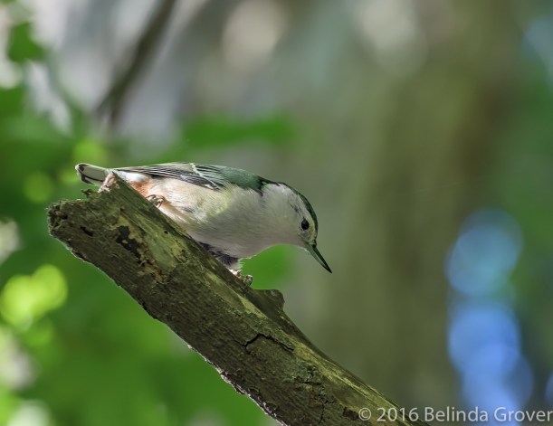 nuthatch-2