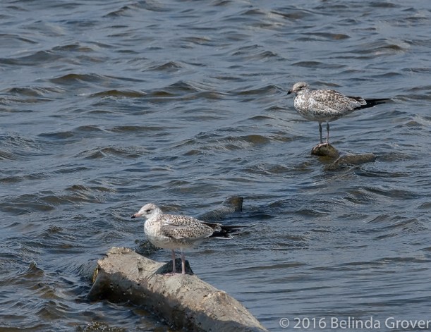 ring-billed-gull-1