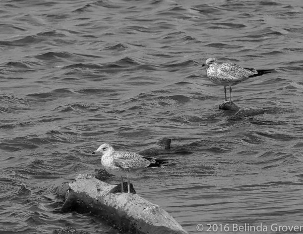 ring-billed-gull-2