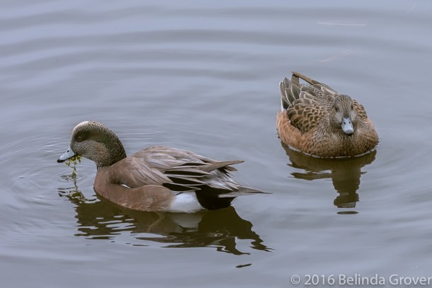 a-widgeon-1