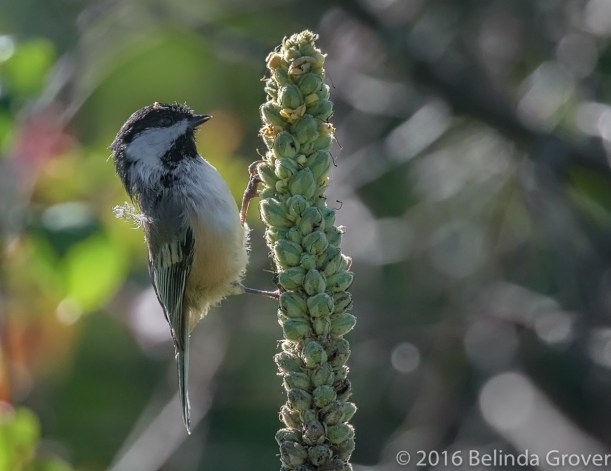 chickadee-3