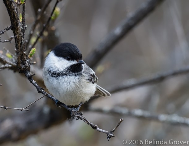 chickadee-may-1