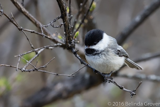 chickadee-may-2