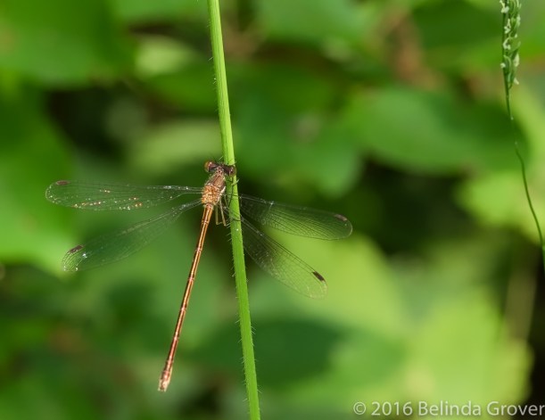 damselfly-1