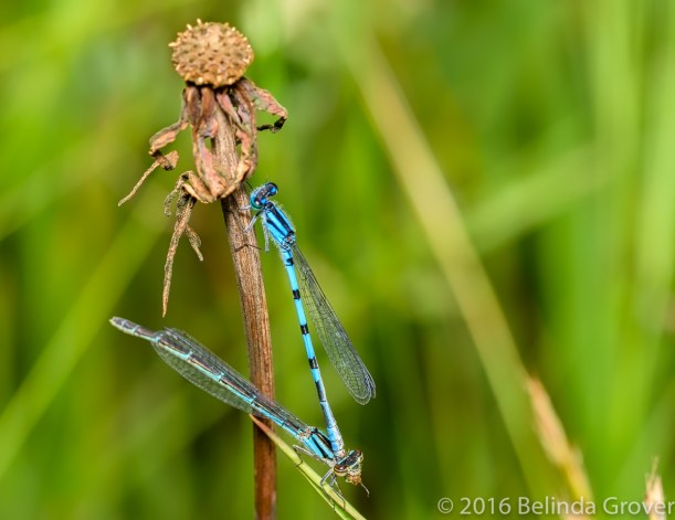 damselfly-2