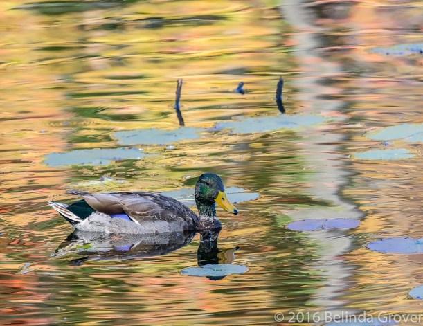 mallard-1