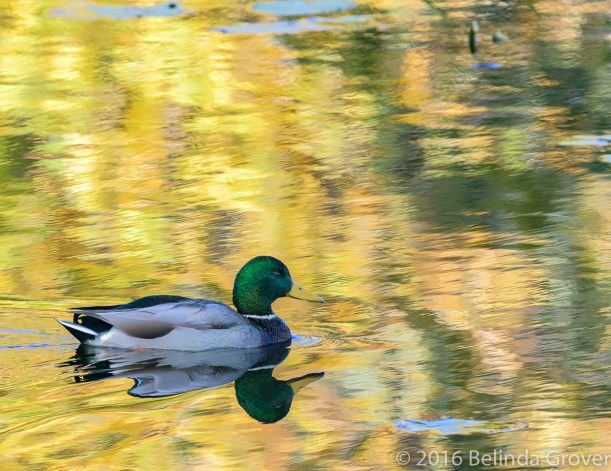 mallard-2