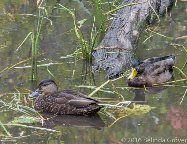mallards-1