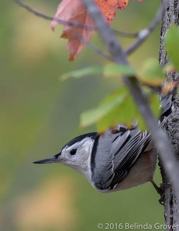 nuthatch-1