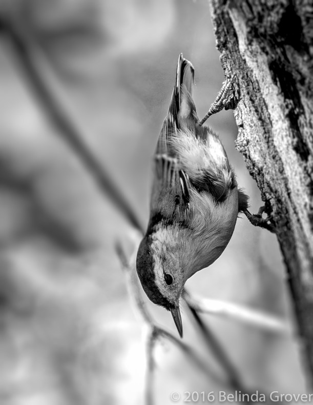 nuthatch-2