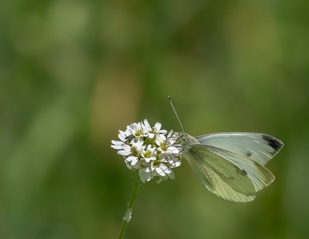 cabbage-white-1